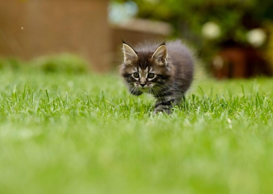 草むらの上を歩く子猫