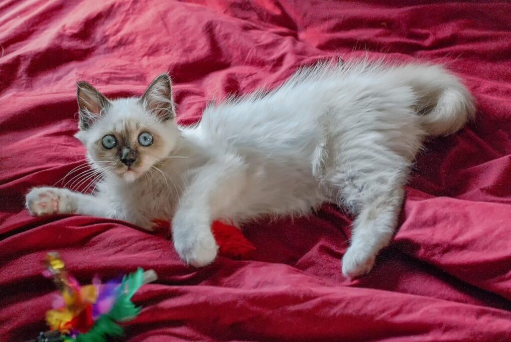 おもちゃと夢中で遊んでる子猫