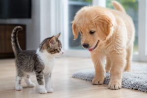 子猫と子犬
