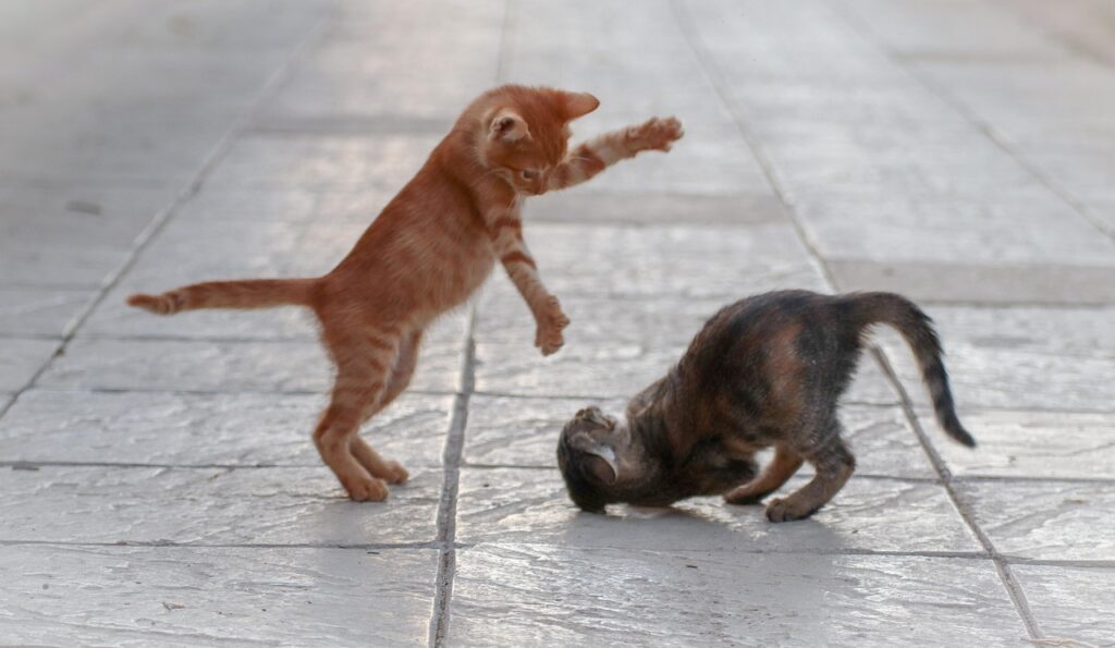 夢中で遊んでる子猫たち