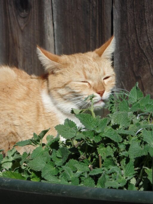 キャットニップのにおいをかぐ猫