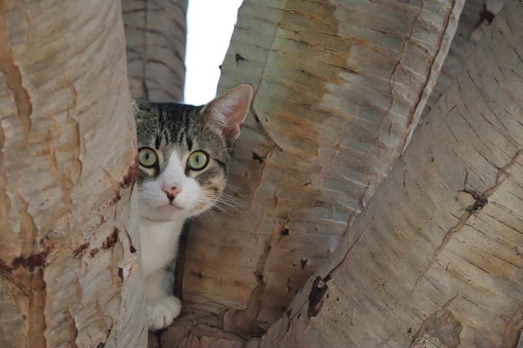 木に登って観察している猫