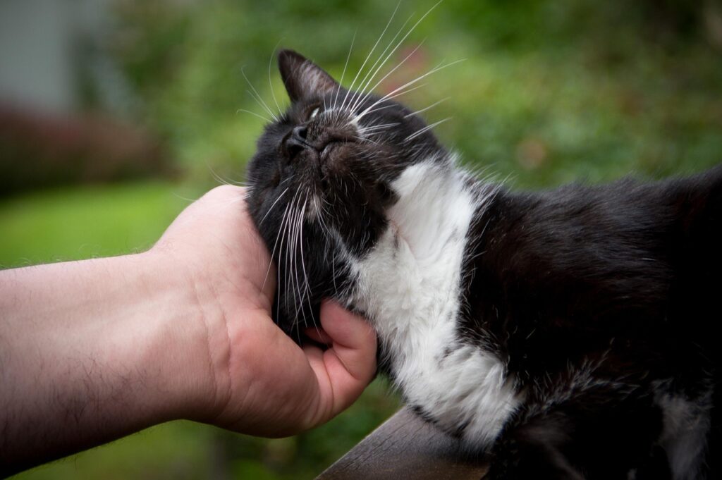 人の手に頭をスリスリしてる猫