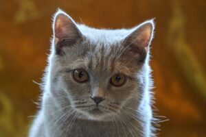 子猫のどあっぷ