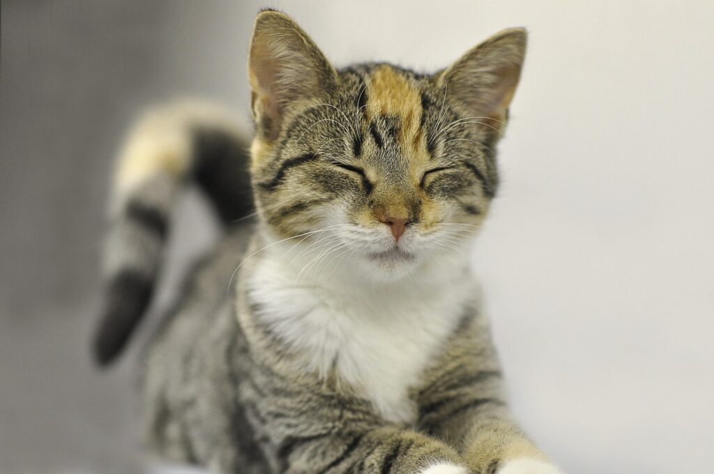 スローブリンクしてる猫