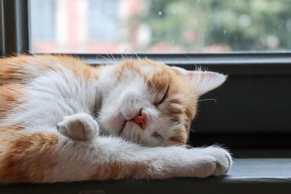 窓辺で眠る猫