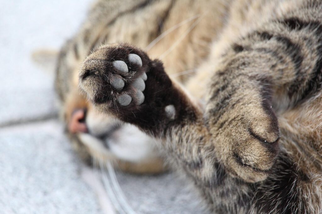 肉球を見せながら眠る猫