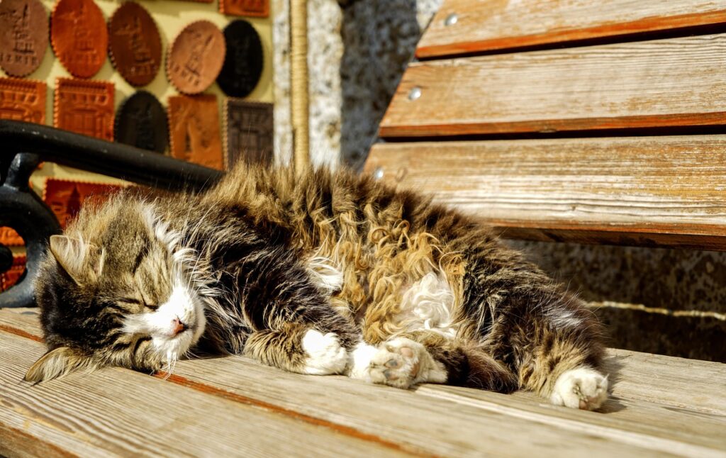 ベンチの上で眠る猫