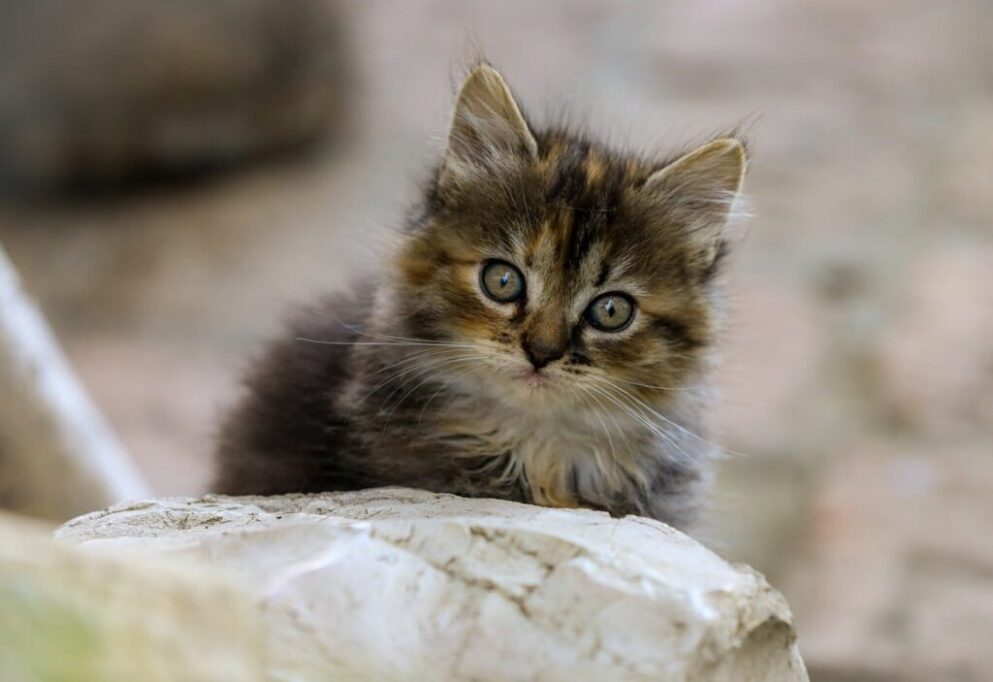 首をかしげてる子猫