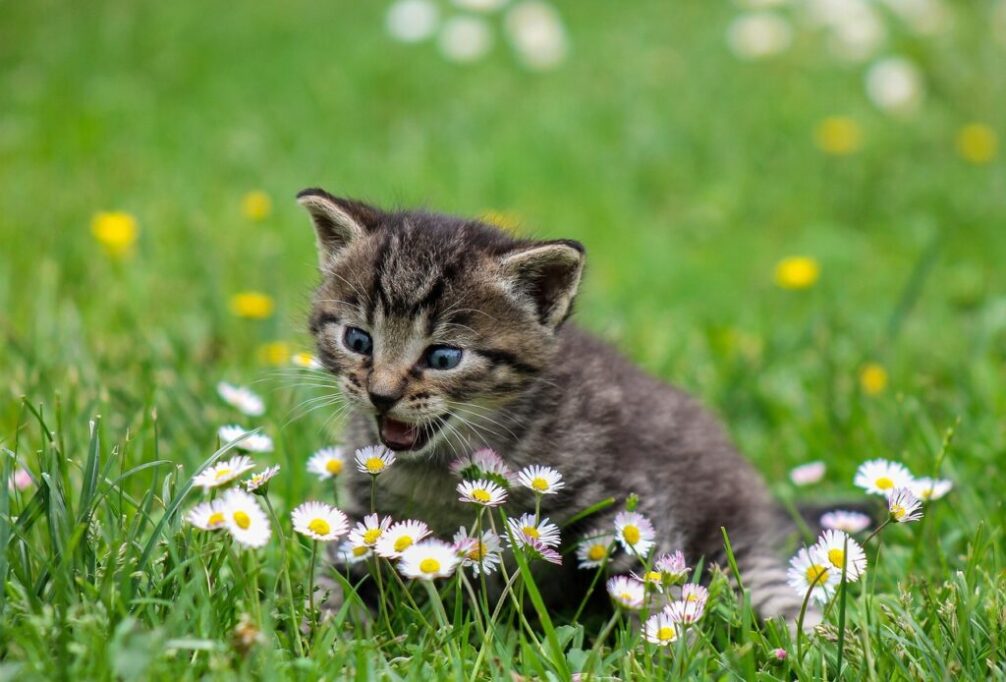草むらで鳴いてる子猫