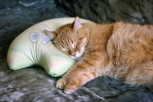 枕を使って眠る猫