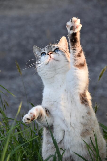 肉球を見せながら遊ぶ猫