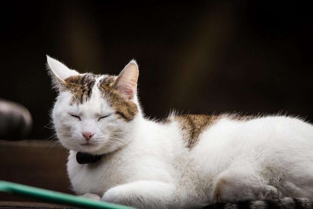 目を細めてる猫