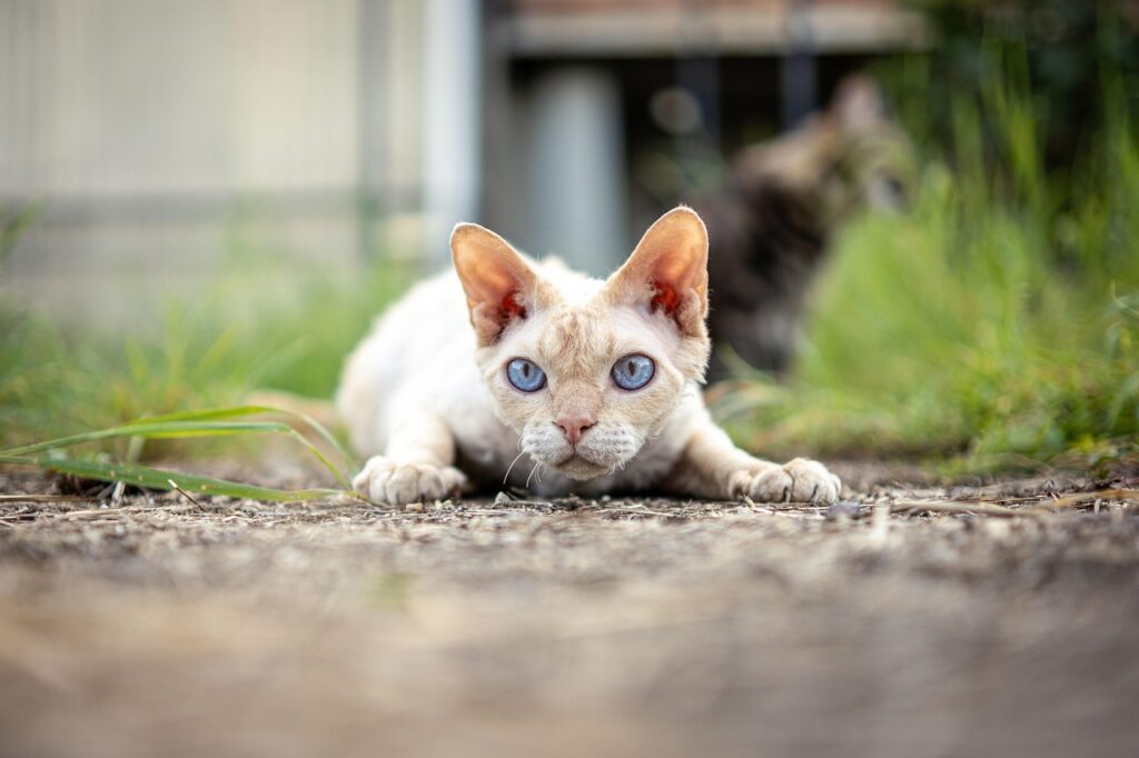 体をかがめて、何かを狙ってるデボンレックス