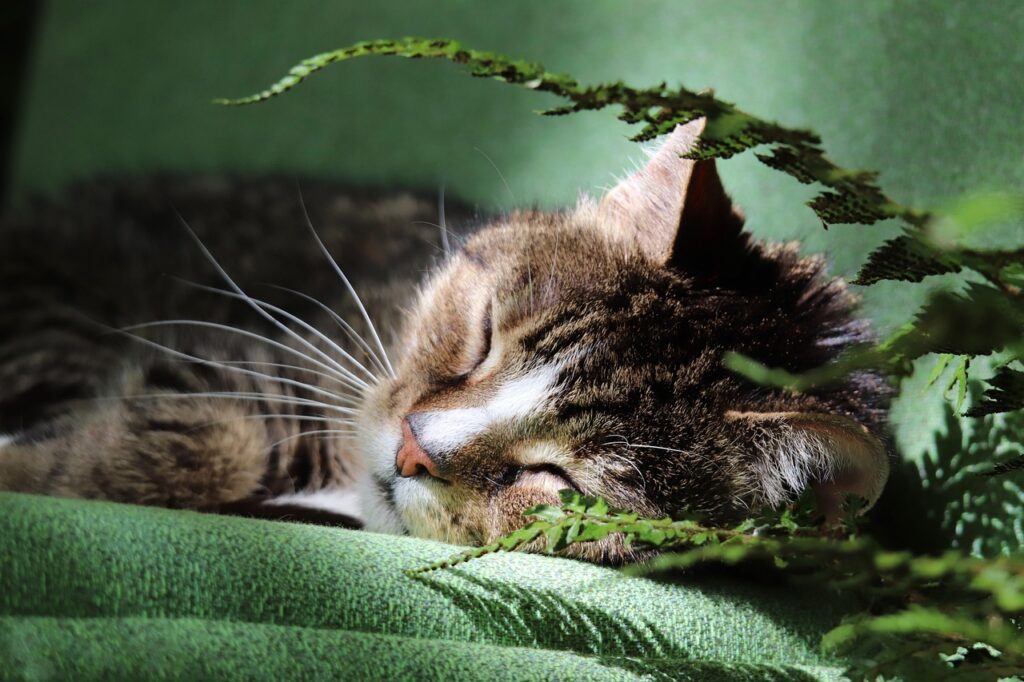 お日様を浴びながら気持ちよさそうに眠る猫