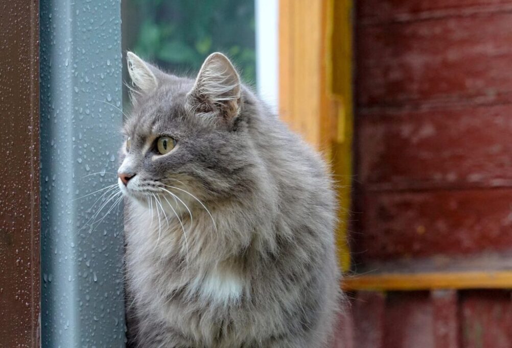 雨が降ってることを確認する猫