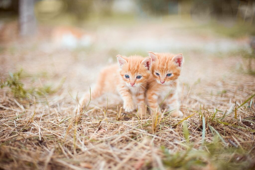兄弟で体を寄せ合っている子猫たち