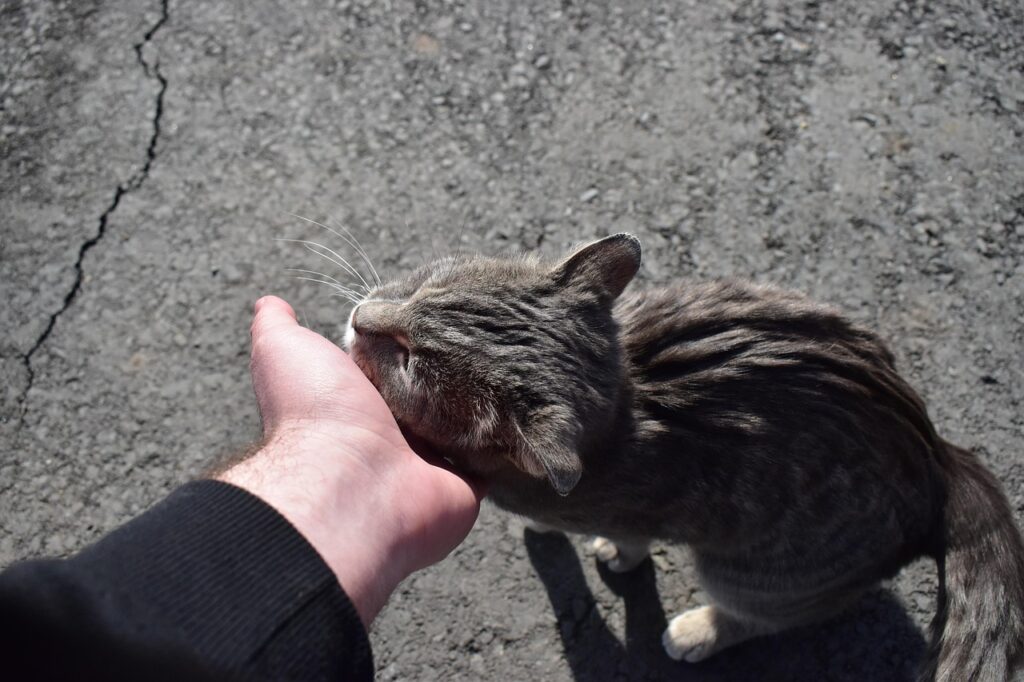 人の手にほほをスリスリしてる猫