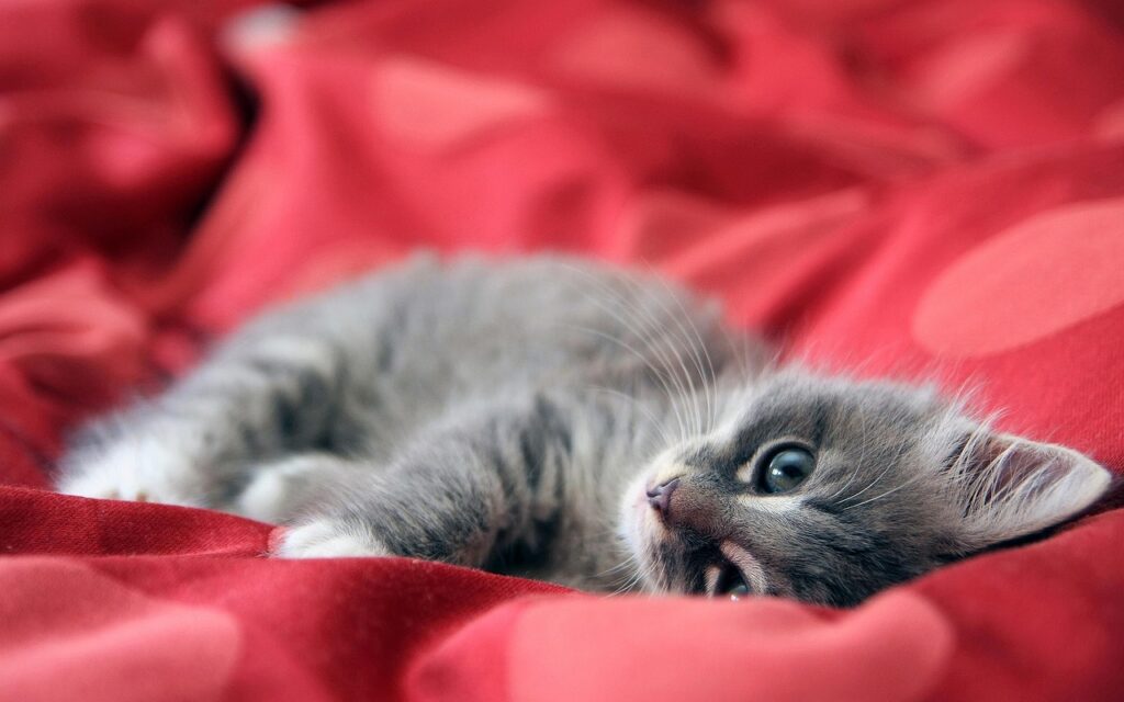 カメラ目瀬の、ふわふわの子猫