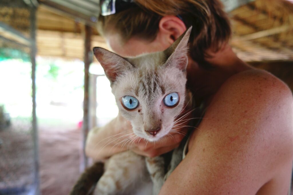 女性に抱っこされてお目目まんまるの猫