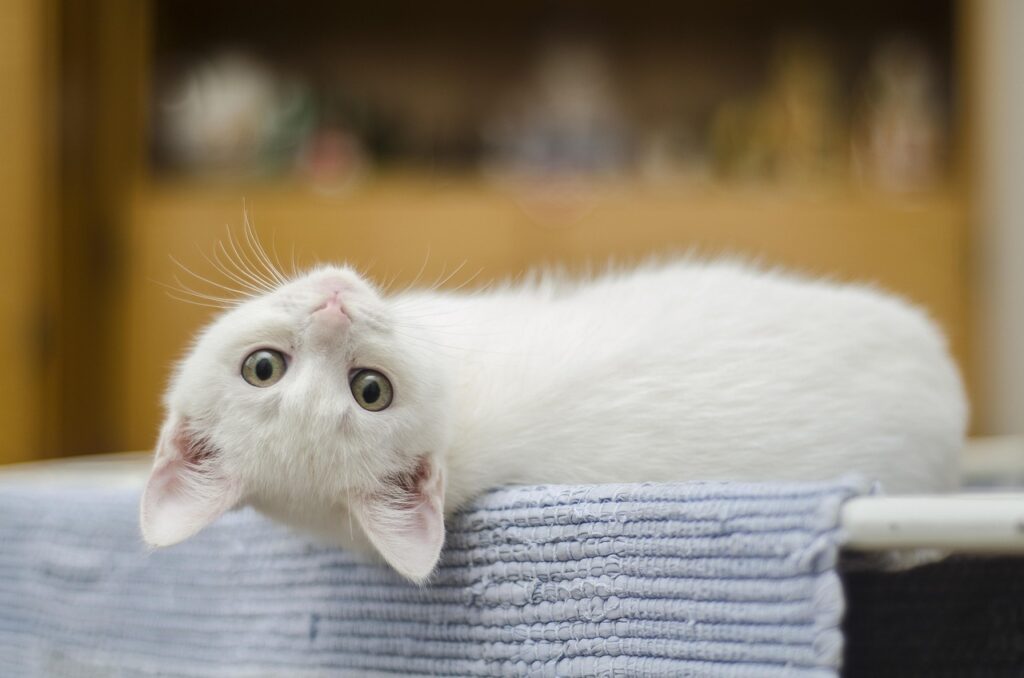 寝転がってこちらを見つめる猫