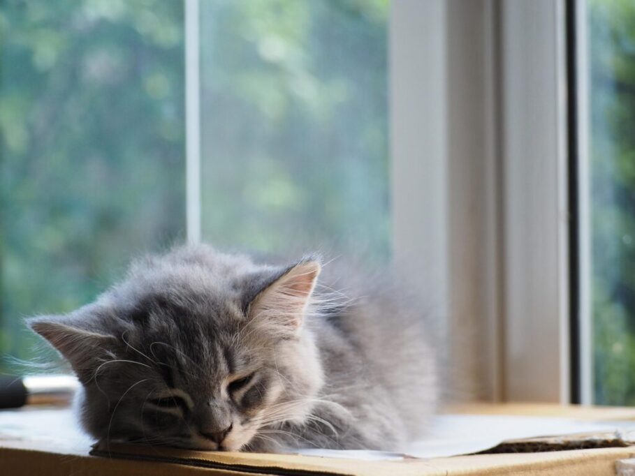 窓辺でまどろんでいる猫