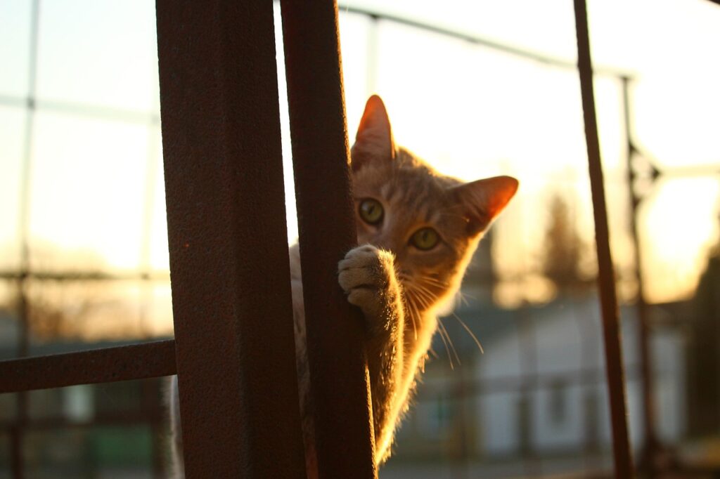 ひょっこりはんしてる猫