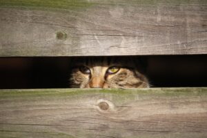 隙間から何かを熱心に観察する猫