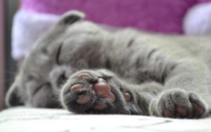 肉球を見せながらスヤスヤ眠る猫