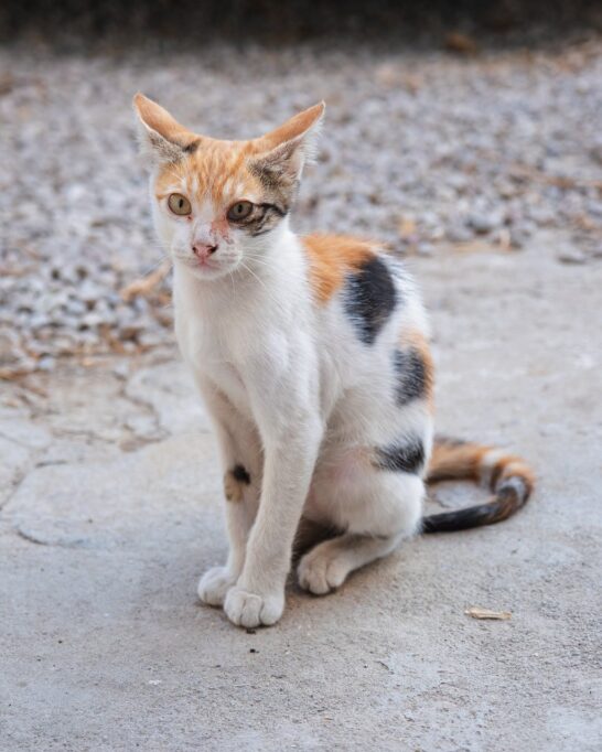 イカ耳でお座りしてる猫
