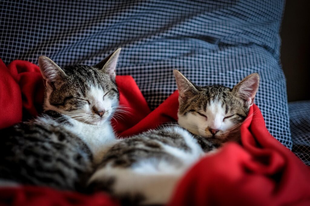 枕を使って眠る2匹の猫たち