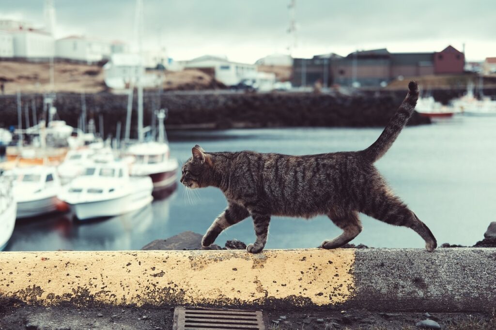 港を歩く現代の猫