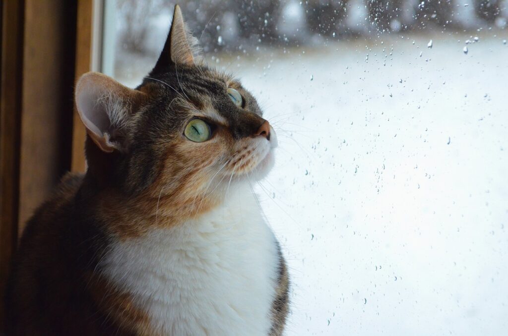 窓から雨を眺めている猫