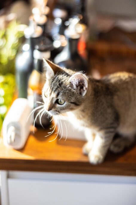 キッチンで何かに興味を示す猫