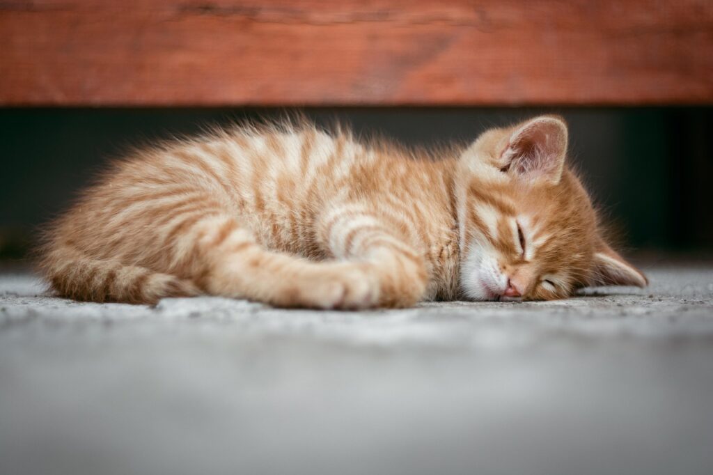 熟睡している、ふわふわの子猫