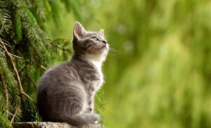 緑の多い場所でお座りしている子猫