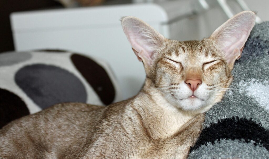 枕にもたれかかる猫