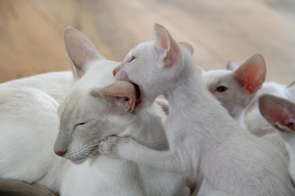 母猫にじゃれる子猫