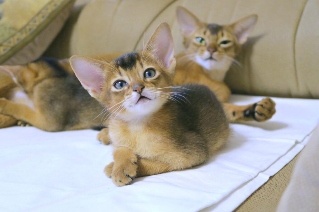 何かに興味を持つ2匹のアビシニアン
