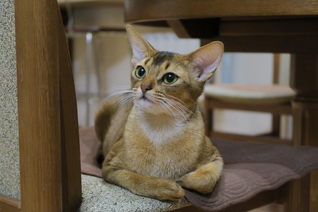 お目目まんまるで何かを見つめるアビシニアン