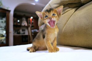 大きいお口を開けて鳴いているアビシニアンの子猫