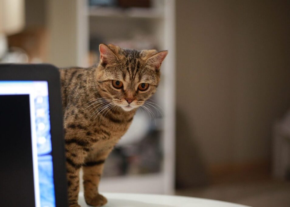 デスクの上で何かに興味を示す猫