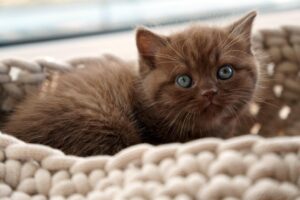 バスケットに入っている、ふわふわの子猫