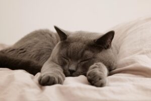 両手を伸ばして寝てる猫