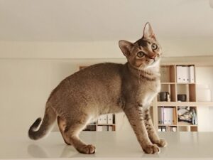 家具の上に上るシンガプーラ