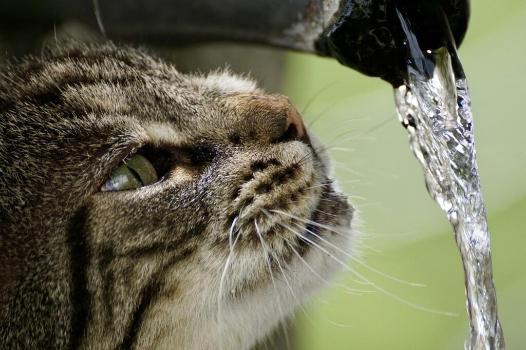 蛇口から流れるお水を眺める猫