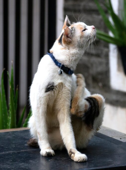 後ろ足で首元を掻く猫