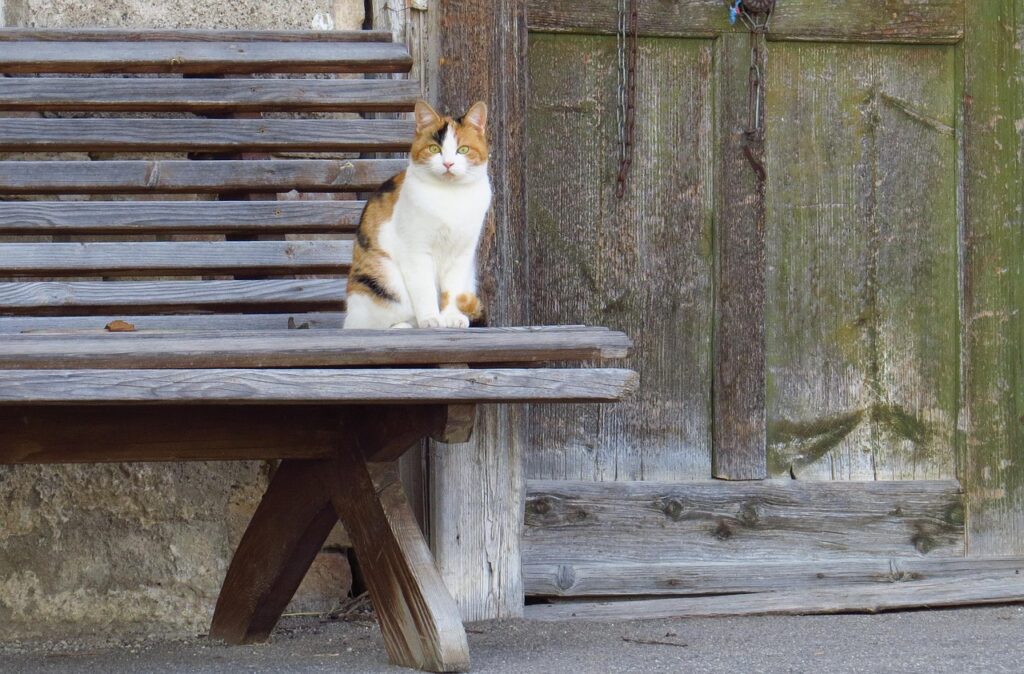 ベンチに座ってこちらを見つめる猫