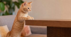 ジャンプ前にテーブルの上を安全確認してる猫
