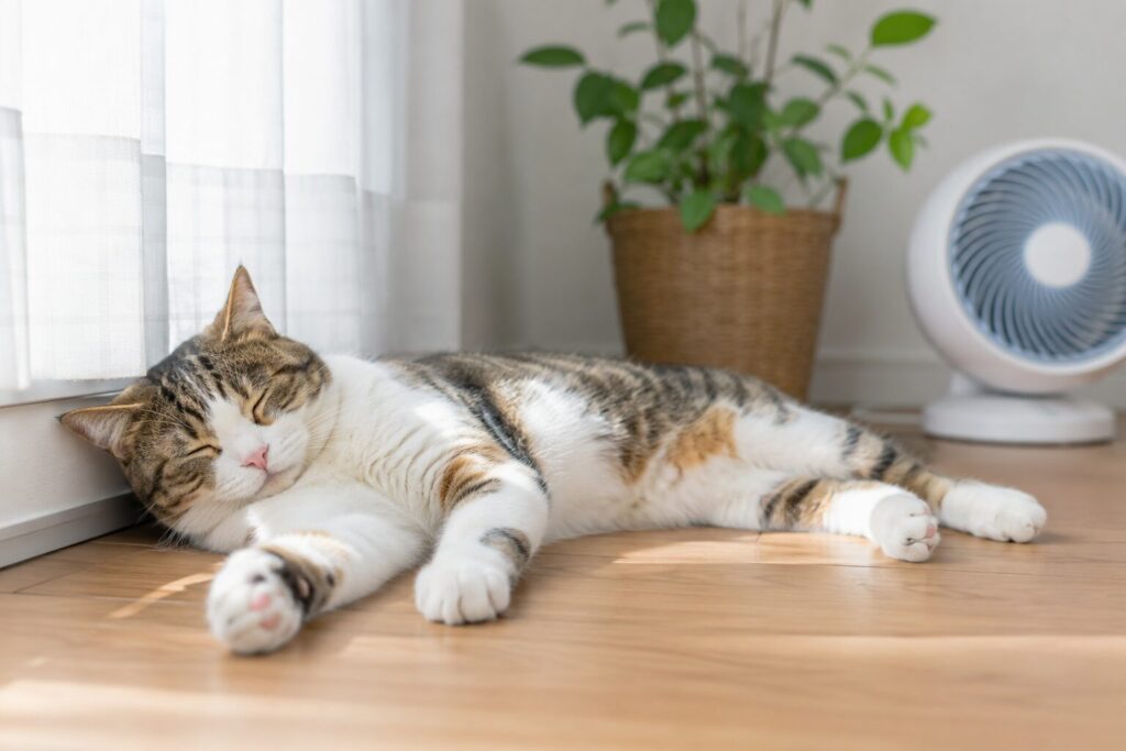 サーキュレーターの涼しい風が当たる場所でくつろぐ猫